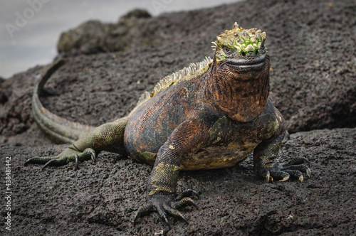 Galapagos Marine iguana photo