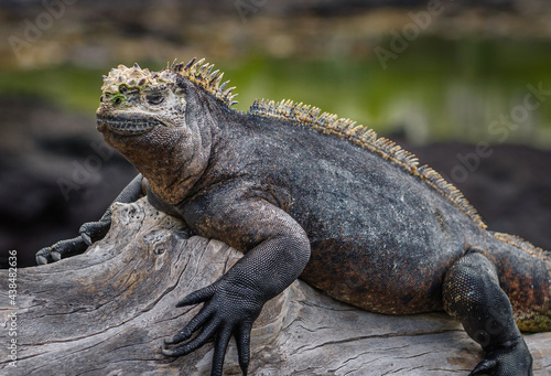 Galapagos Marine iguana