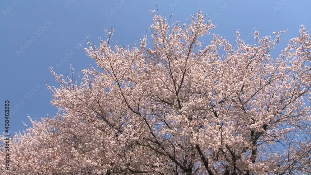 花吹雪 桜 花吹雪 桜