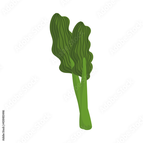 green celery fresh
