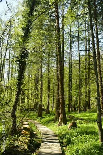 Passage   troit en bois dans les zones boueuses de l arboretum de Groenendael au sud-est de Bruxelles