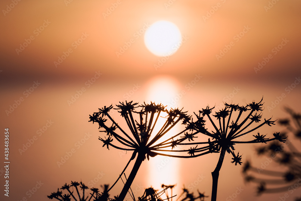 Obraz premium Morning sunrise at the Bay and Coast at Cape Greco National Park near Ayia Napa, Cyprus. The sun through the silhouettes of flowers and grass