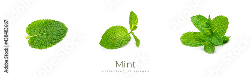 Fresh mint leaves on a white background.