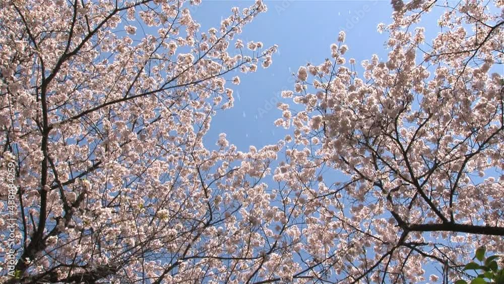 桜 花吹雪 日本 桜 花吹雪 日本