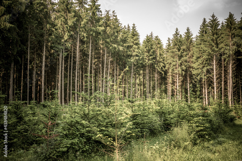 Wiederaufforstung im Nadelwald