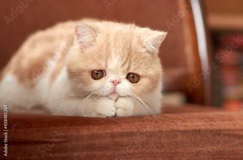 Quadro em tela beautiful sad kitten of the exotic shorthair breed lies on the brown background of the house