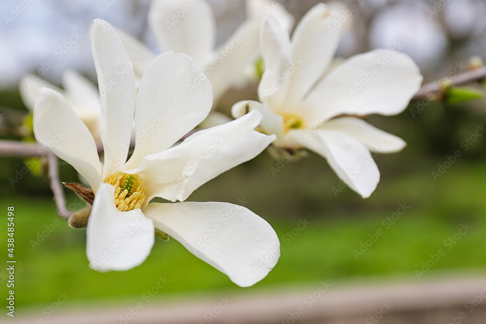 Fototapeta premium Blooming magnolia tree outdoors, closeup