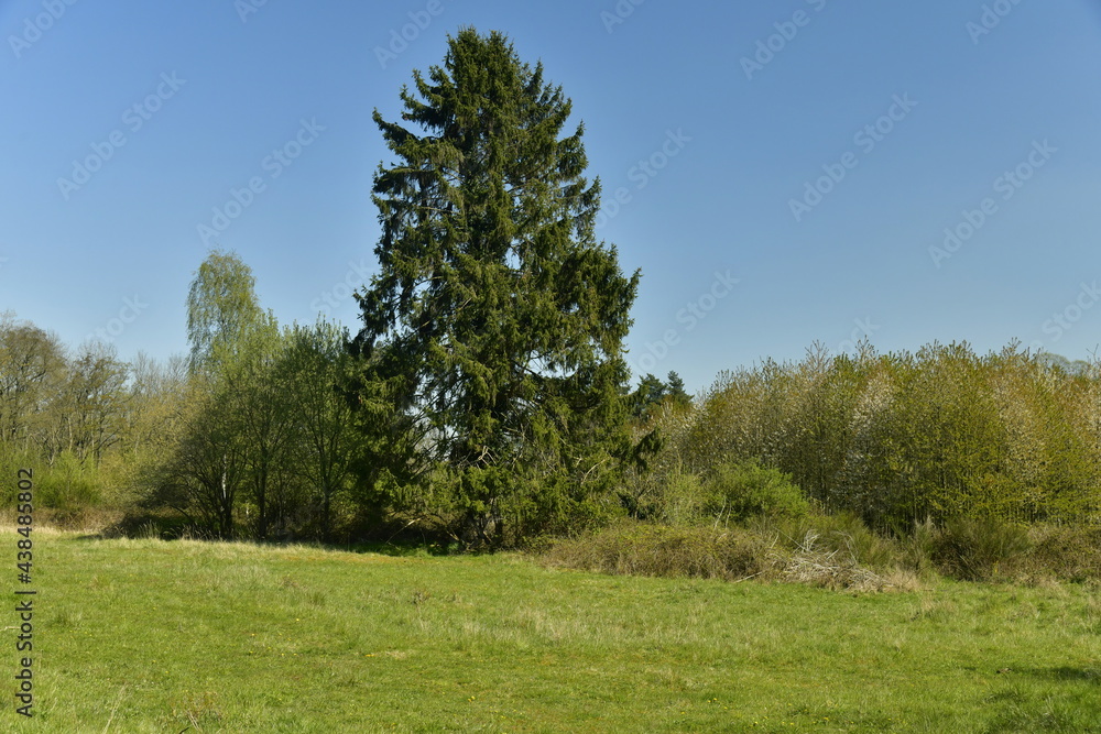 Conifère solitaire au milieu de la végétation sauvage de la réserve naturelle de Groenendael au sud-est de Bruxelles Conifère solitaire au milieu de la végétation sauvage de la réserve naturelle de Groenendael au sud-est de Bruxelles