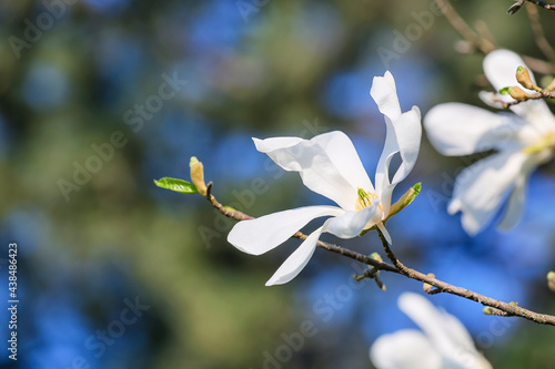 Blooming magnolia tree on spring day, closeup