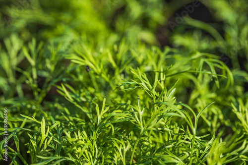 Close up view of dill. Healthy eating concept. Beautiful green nature backgrounds.