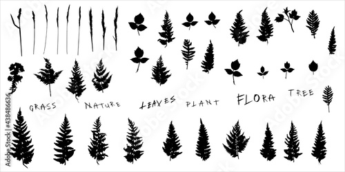 A set of silhouettes of botanical elements. Herbarium.Vector illustration on a white background.