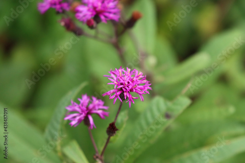 close up of a flower