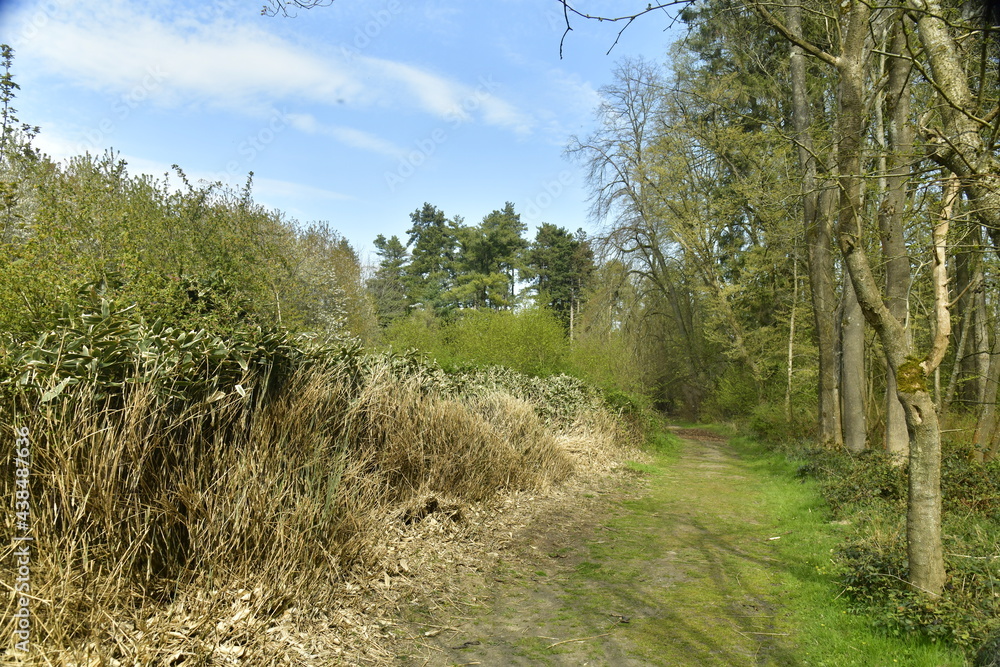 Fototapeta premium Zone de broussailles impénétrables à l'arboretum de Groenendael au sud-est de Bruxelles