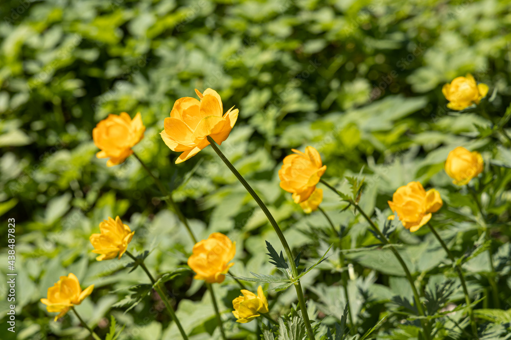 A group of yellow Trollius flowers with green leaves is in the summer forest A group of yellow Trollius flowers with green leaves is in the summer forest