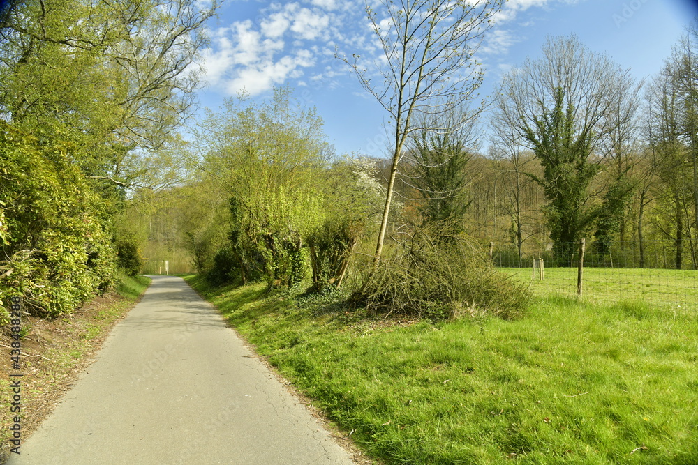 Route de promenade traversant la végétation luxuriante de l'arboretum de Groenendael au sud est de Bruxelles