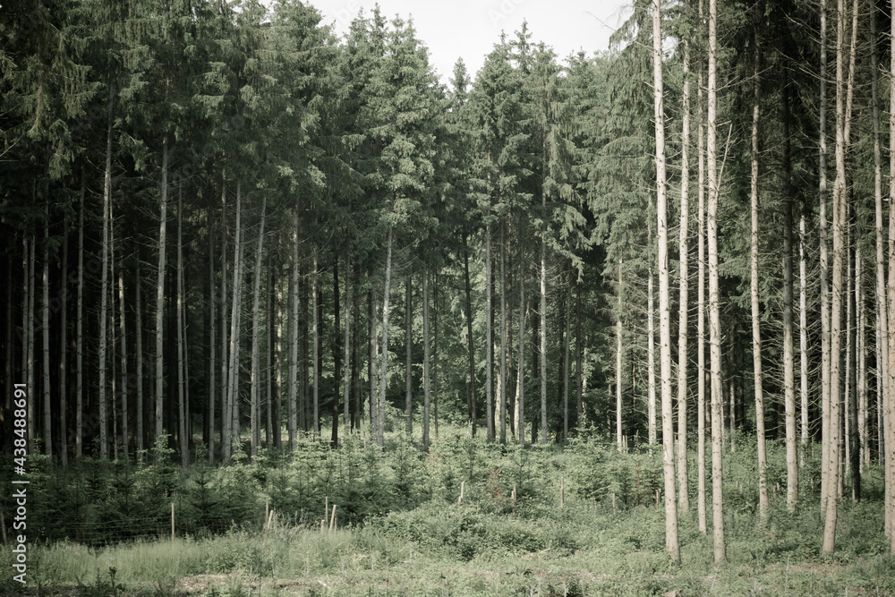 Wiederaufforstung im Mischwald im Frühjahr