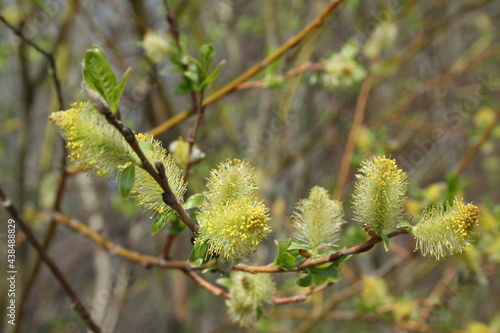 spring tree with buds