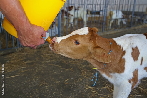 Cuadro en lienzo Farmer feeding baby animal simmental calf with milk from bucket with pacifier