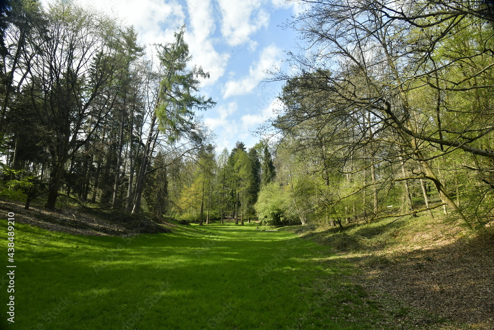 Fototapeta premium Clairière principale entouré de différents arbres à l'arboretum de Groenendael au sud est de Bruxelles