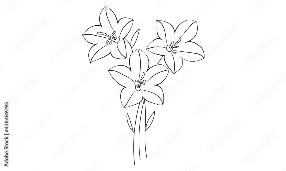Bellflower line art, bellflower bouquet isolated on the white background