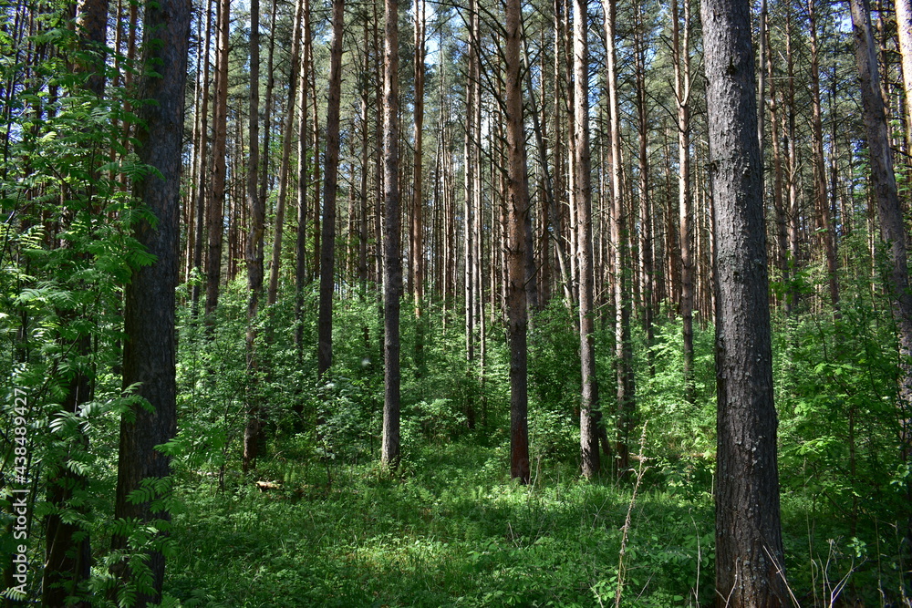 forest in spring forest in spring
