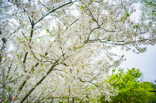 Wallpaper Mural blooming tree Torontodigital.ca