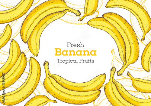 Banana fruit hand drawn frame. Vector illustration. Design, package, brochure illustration. Hand drawn banana fruits design template. Organic fresh food vector illustration.