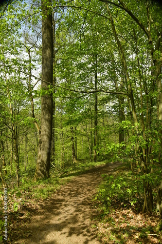 Sentier de promenade pédestre dans la forêt sauvage d'Esneux au sud de Liège