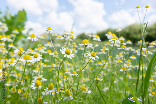 Medicinal chamomile officinalis plant. Beautiful background of small white flowers.