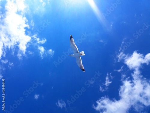Seagull in blue sky