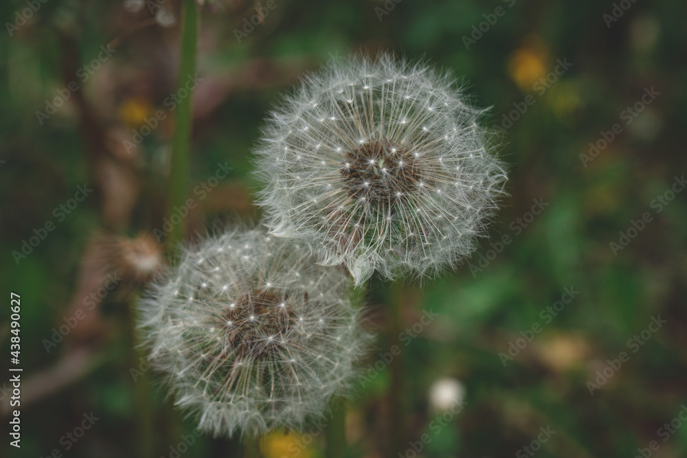 Fluffy dandelions on green field, blowball close up. Beautiful spring landscape with dandelion seed head Fluffy dandelions on green field, blowball close up. Beautiful spring landscape with dandelion seed head