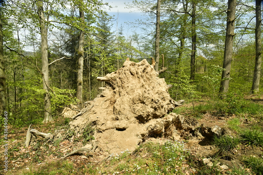 Arbre déraciné à la forêt du Rond Chêne à Esneux au sud de Liège