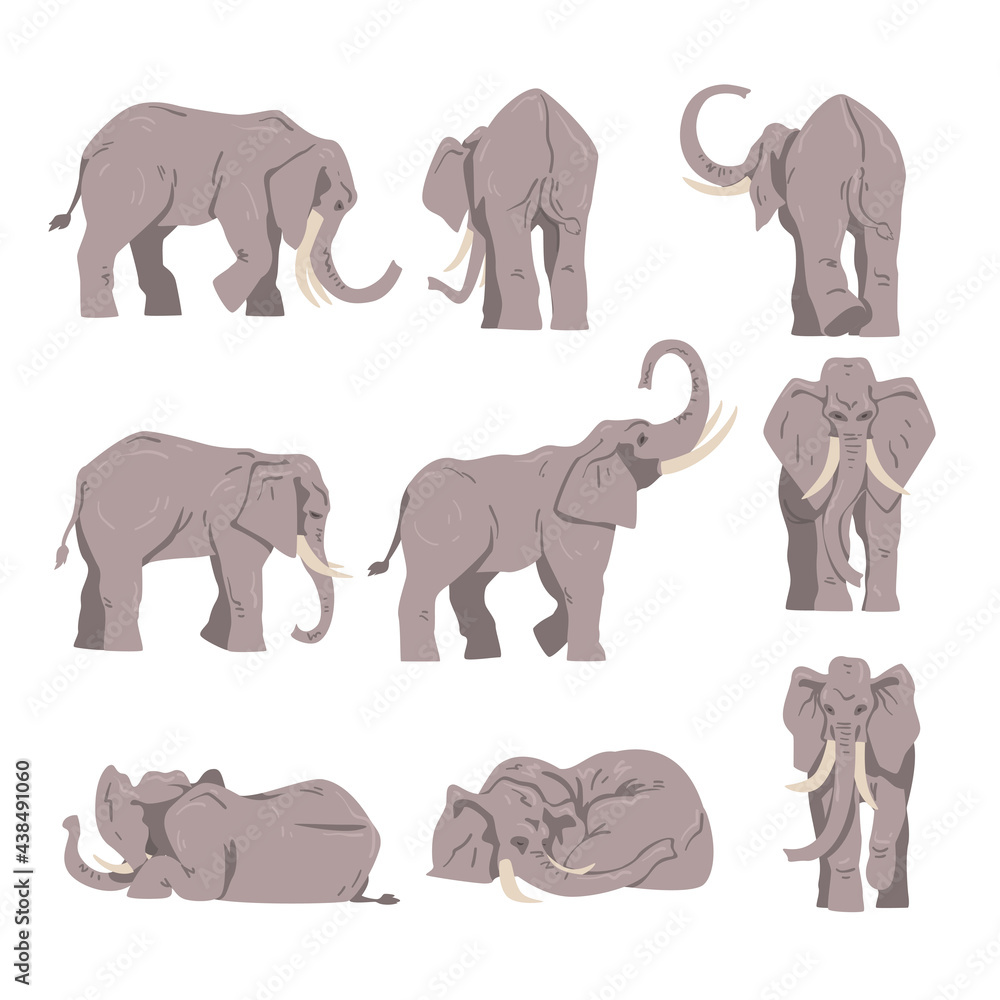 Fototapeta premium Elephant as Large African Animal with Trunk, Tusks, Ear Flaps and Massive Legs Vector Set