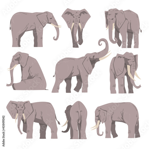 Elephant as Large African Animal with Trunk, Tusks, Ear Flaps and Massive Legs Vector Set