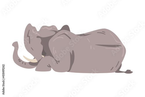 Lying Elephant as Large African Animal with Trunk, Tusks, Ear Flaps and Massive Legs Vector Illustration