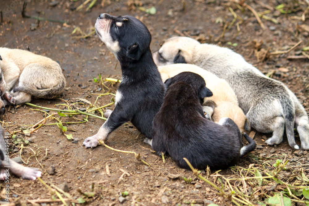Fototapeta premium Regenzeit in Ilpartimaro