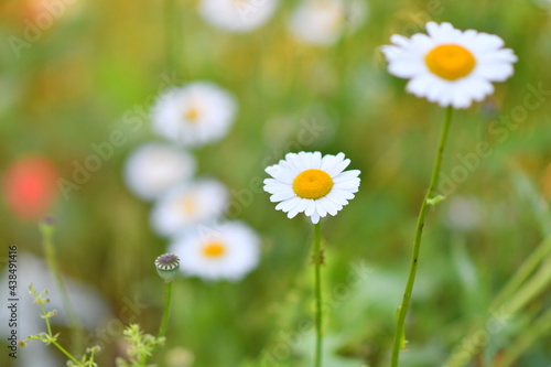 beautiful white daisies. camomile field. wildflowers. white flower petals. flowers with blurred background