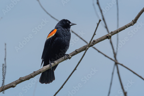 Red winged blackbird perched on tree branch with blue sky photo