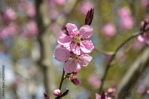 Pink flowers on peach tree. Close-up. Spring orchard. Selective focus.