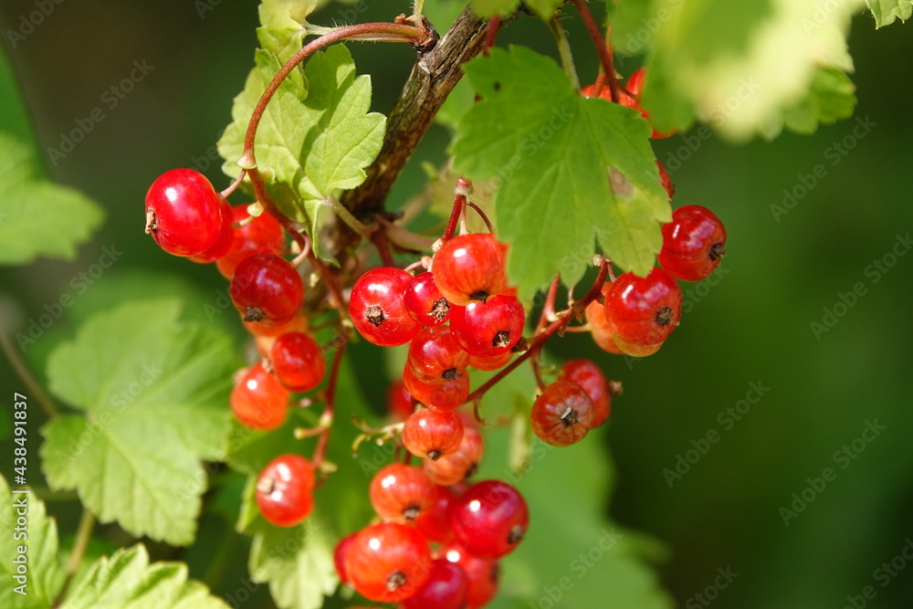 red currant berries red currant berries