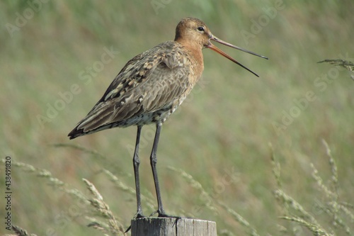 black-tailed godwit