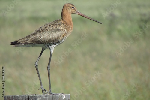 black-tailed godwit