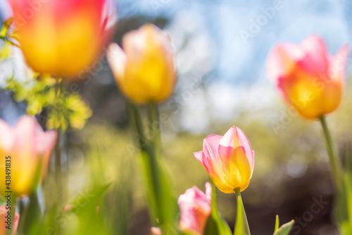 tulips in spring © Jake