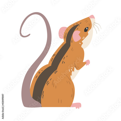 Field Mouse as Small Rodent with Long Tail and Dorsal Black Stripe Vector Illustration