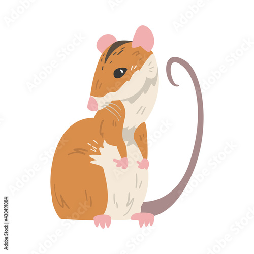 Field Mouse as Small Rodent with Long Tail and Dorsal Black Stripe Vector Illustration