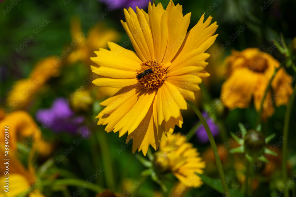 Close-up yellow flower. Flower of golden yellow color. Colorful flowers in the botanical park. Selective focus. Close-up yellow flower. Flower of golden yellow color. Colorful flowers in the botanical park. Selective focus.