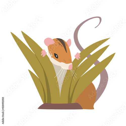 Field Mouse as Small Rodent with Long Tail and Dorsal Black Stripe Vector Illustration