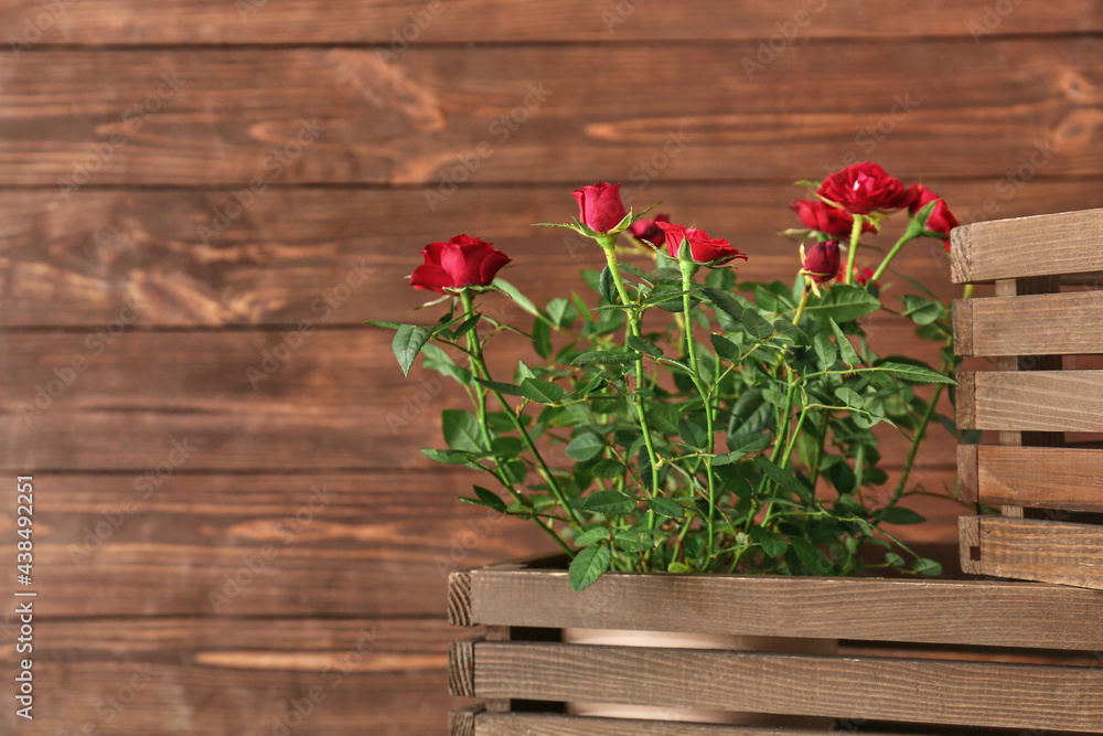 Beautiful red roses in pot on dark wooden background
