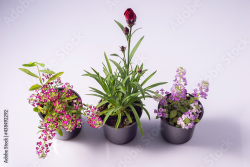 decorative small blooming indoor flowers in pots. On white background