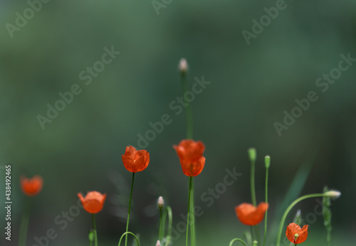 Poppy flowers blooming on green field close up selective focus blurry background